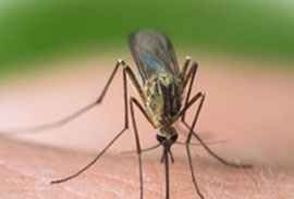 Mosquito & Bed Bug Control Services Mosquito & Bed Bug Control services in trivandrum